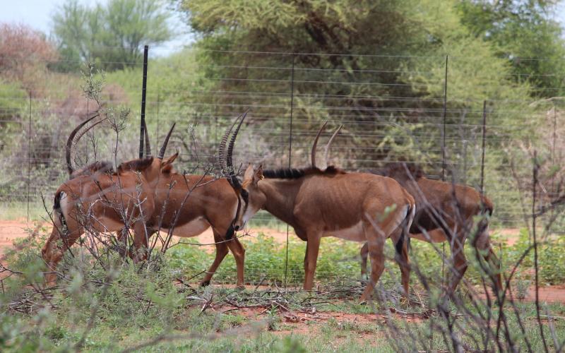 Kruis Zambiese Sable Koeie.