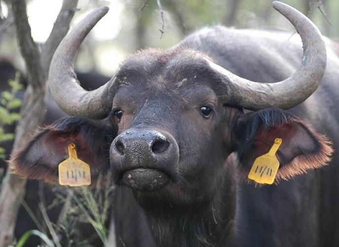 Oos Afrika Buffel Koeie