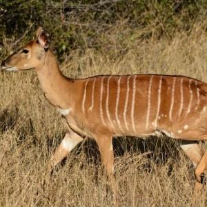 Nyala Ooie.