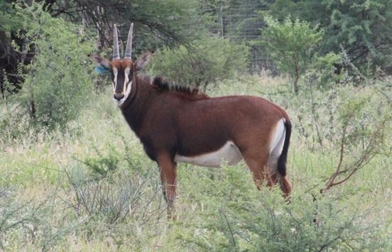 Kruis Zambiese Sable Bulletjies Pakkie 5