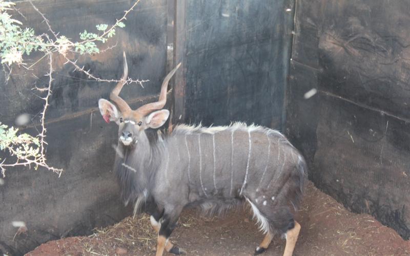 Nyala Bul,