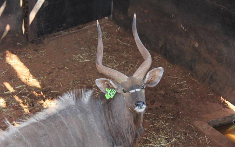 Nyala Bull