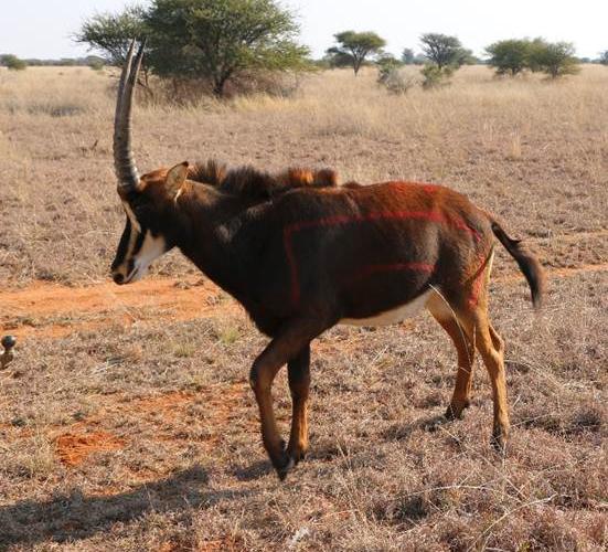 Kruis Zambiese Sable Bulle.
