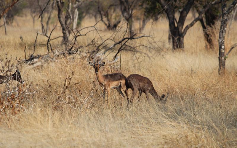 Saddleback Rooibok Ramme