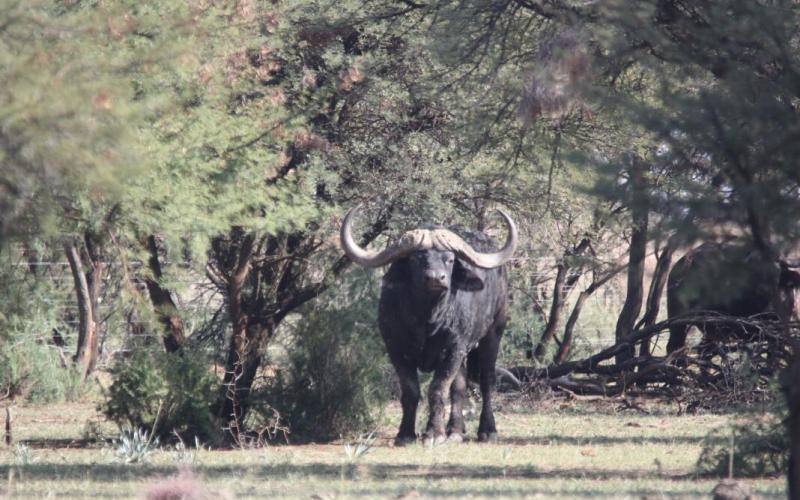 Kruger Buffel Verse.