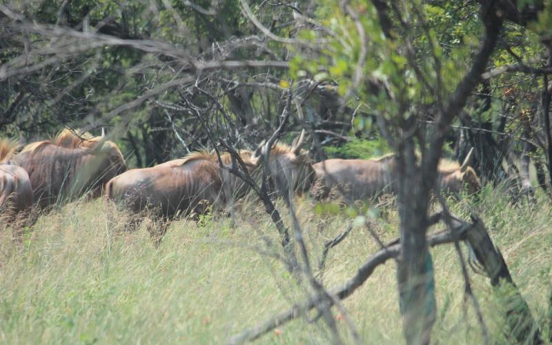 Goue Wildebees Bulletjies