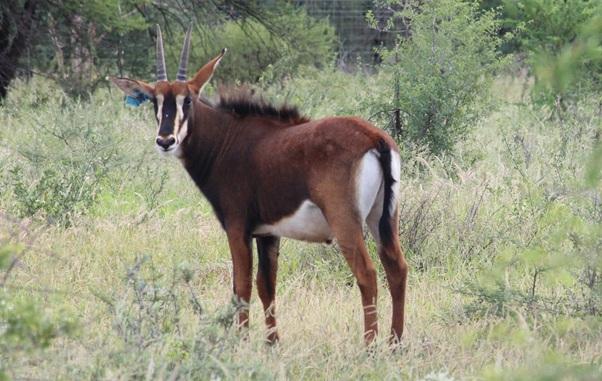 Kruis Zambiese Sable Bulletjies Pakkie 5