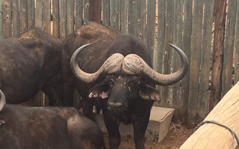 Kruis Oos Afrika/Addo Buffel Bul