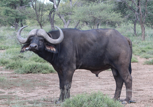 Buffel Bulle Pakkie 1
