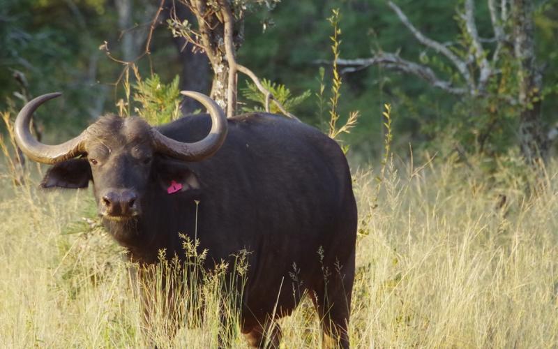 Madikwe Bloedlyn Buffel Pakkie