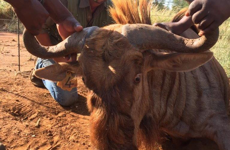 Goue Wildebees Bul Geel 4