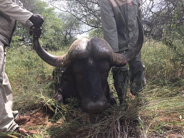 Jong Oos Afrika Buffel Bul