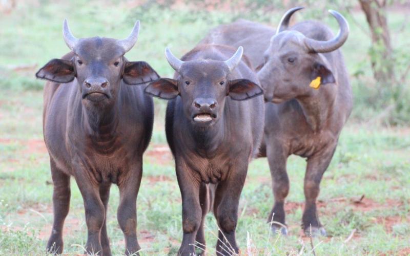 Kruger Buffel Verse..
