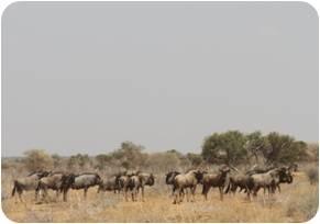 Blue Wildebeest  Cows