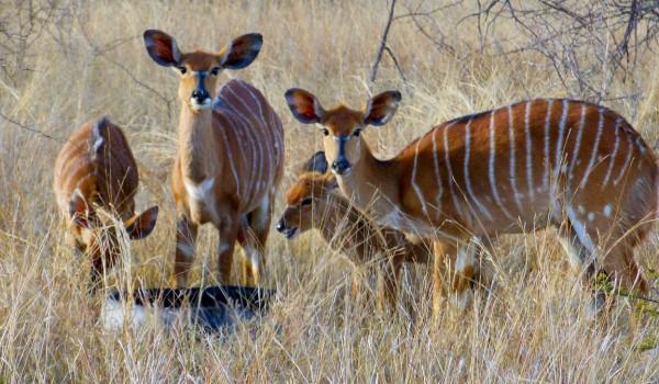 Nyala Ooie.