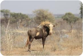 Blue Wildebeest  Cows