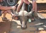 Oos Afrika Buffel Bul Pakkie