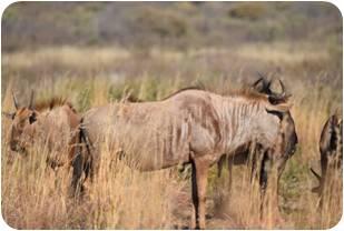Golden Wildebeest Cows