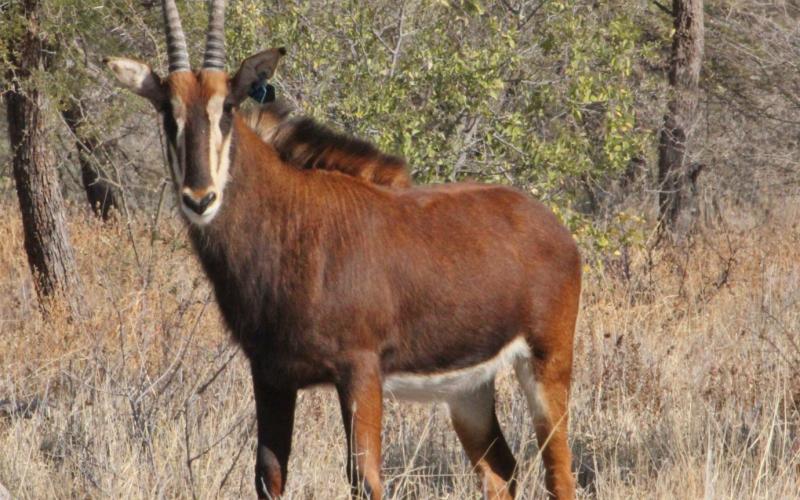 Kruis Zambiese Sable Verse