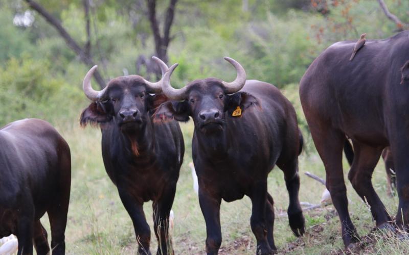 Oos Afrika Buffel Verse.