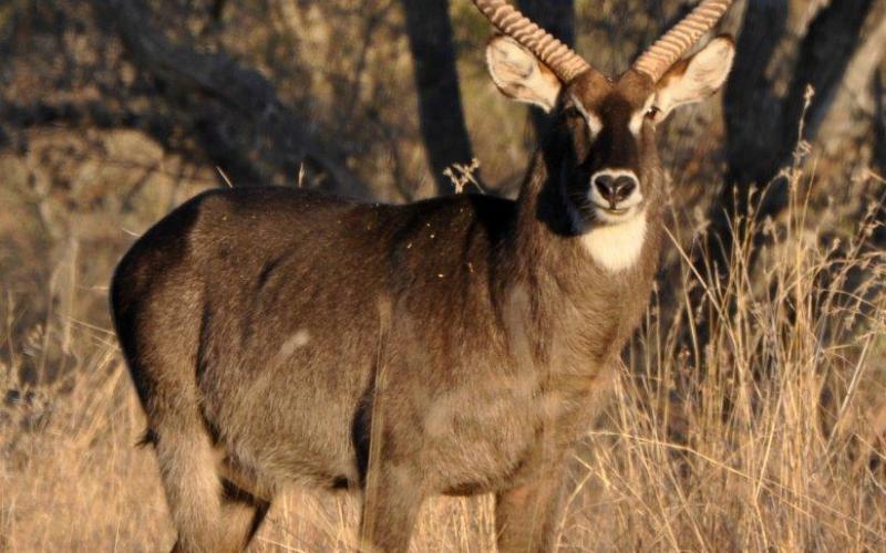 Waterbok Koeie