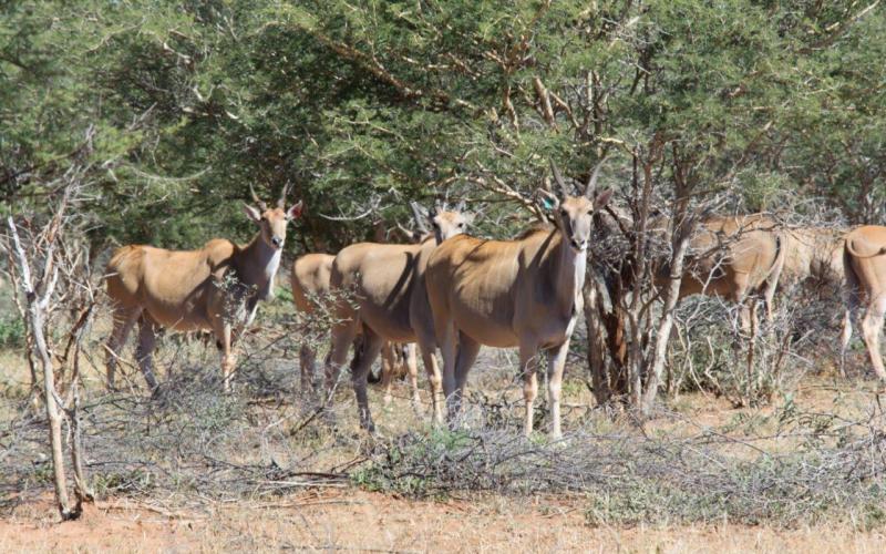 Livingstone Eland Koeie/Verse